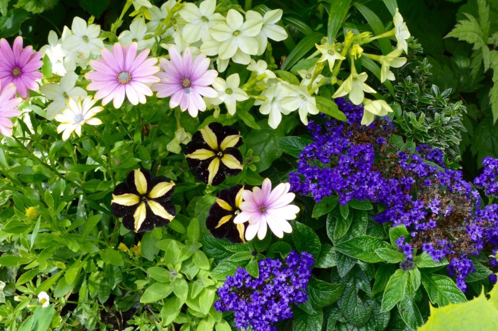 Summer bedding with lilies, cherry pie & petunias 2
