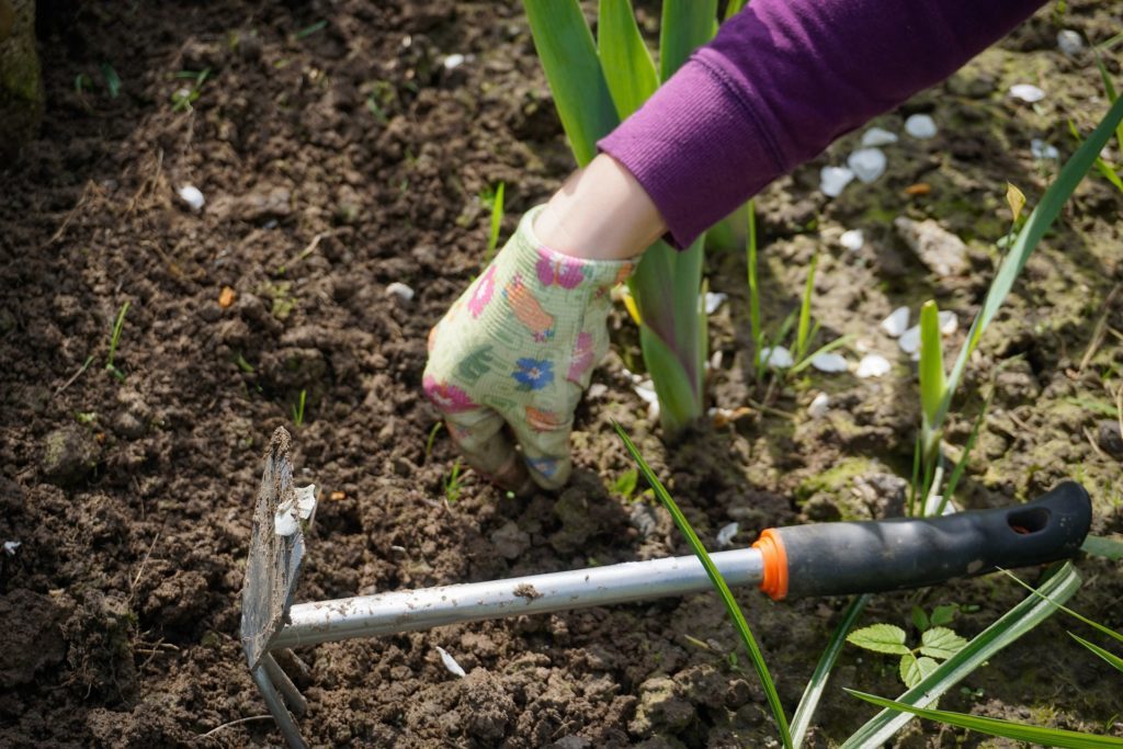 Woman's hand in gardening glove working in garden, a spring health tip