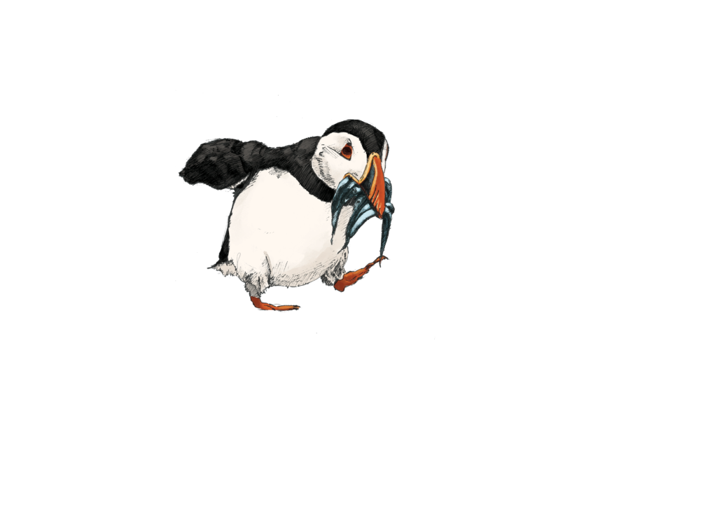 Illustration of a puffin