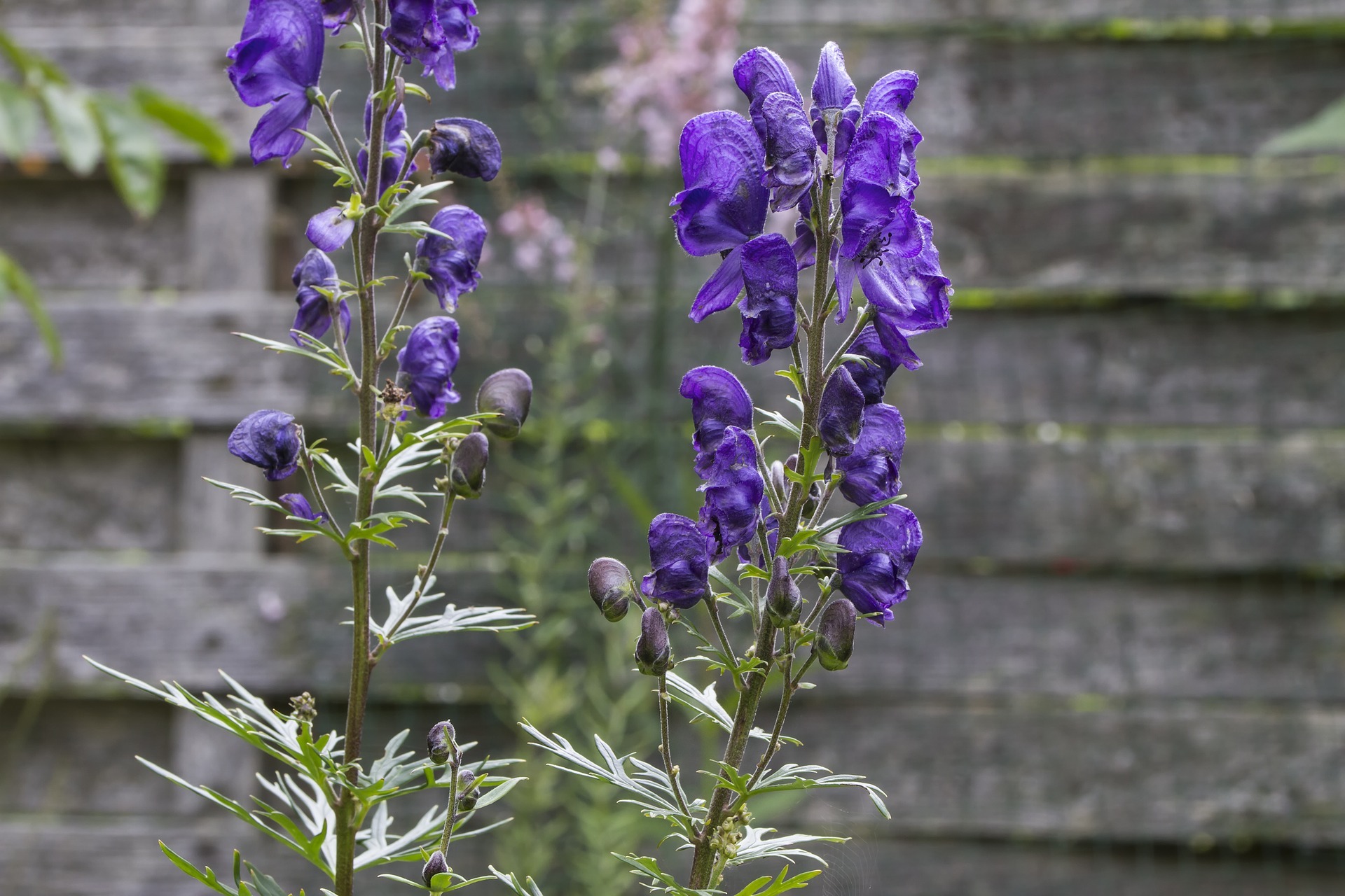 wolfsbane antidote wolfsbane antidote