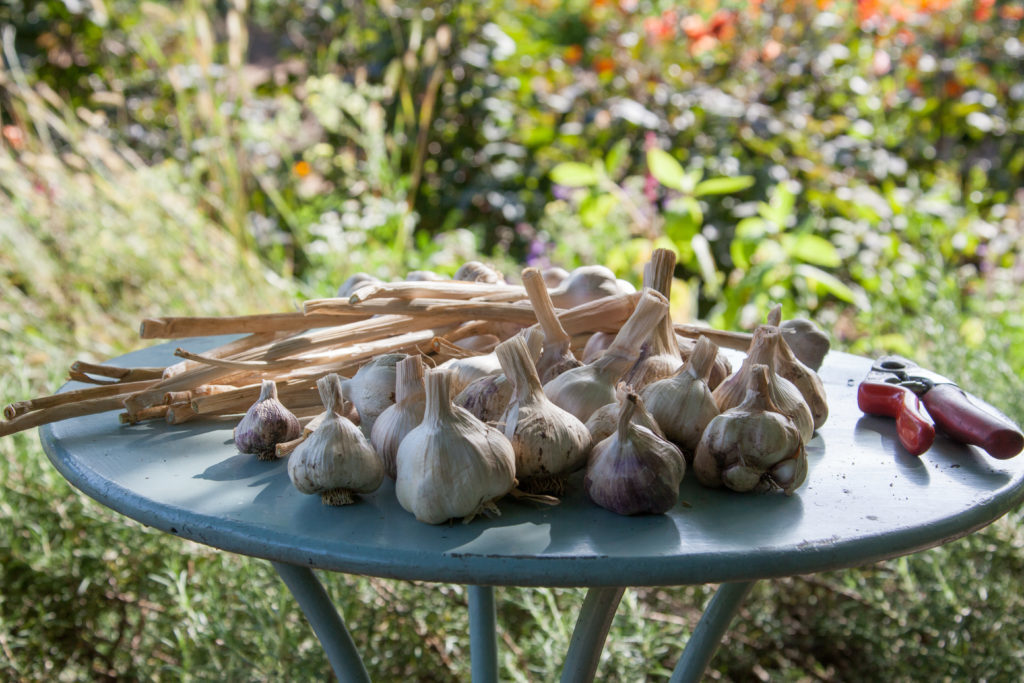 garlic bulbs on garden table