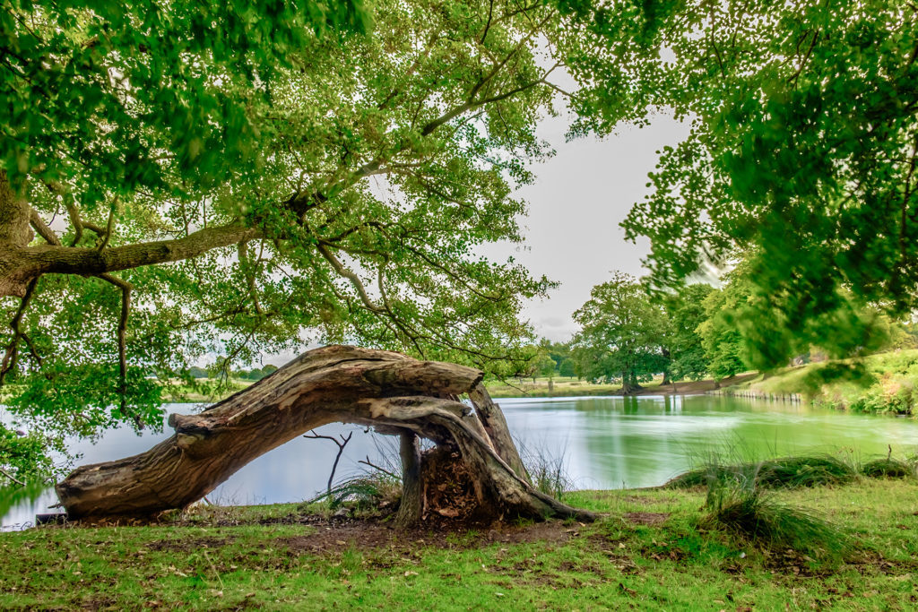 Pen Pond, Richmond Park Pic: Istockphoto
