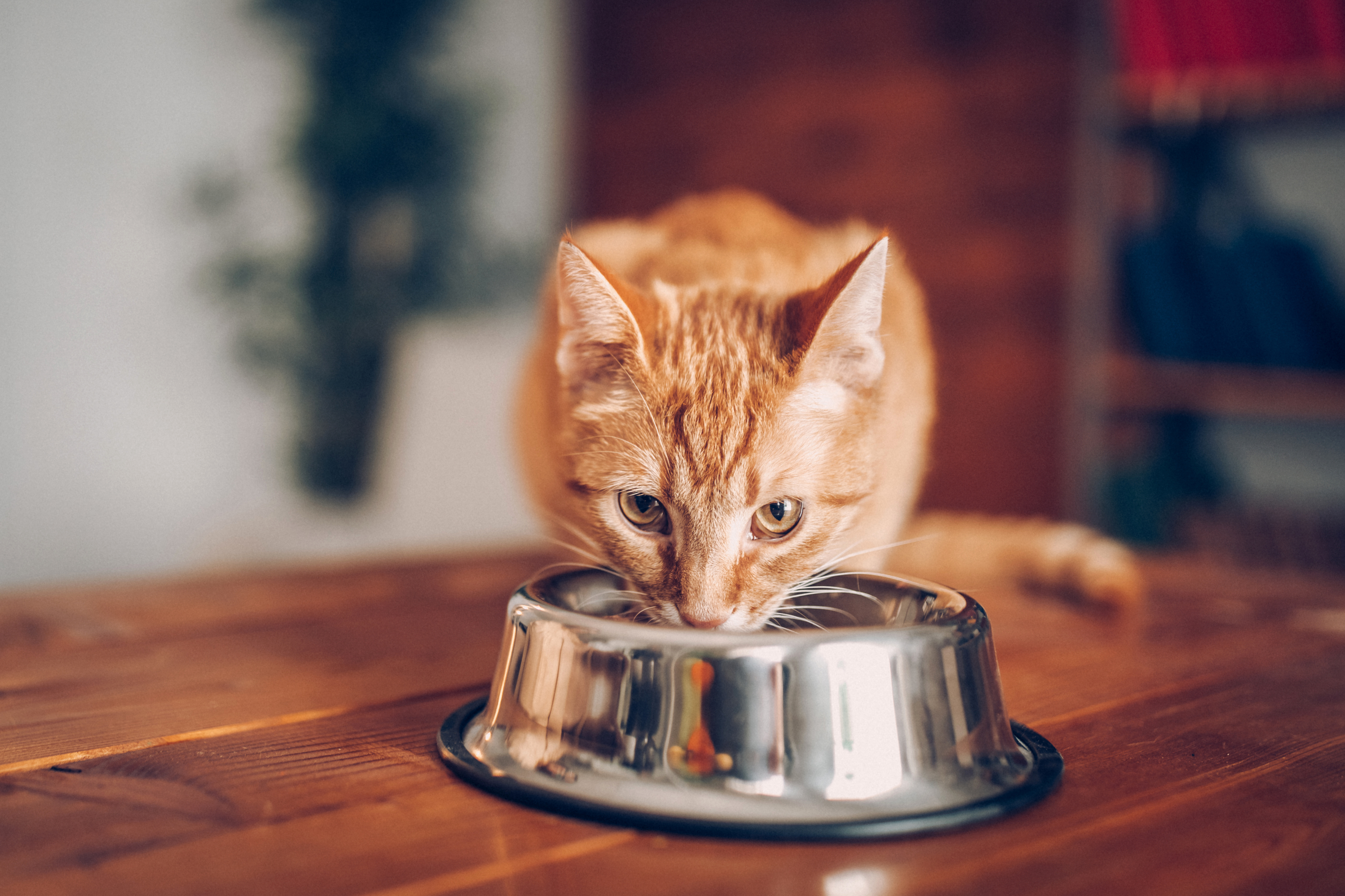What Are You Feeding Your Cat? - My Weekly
