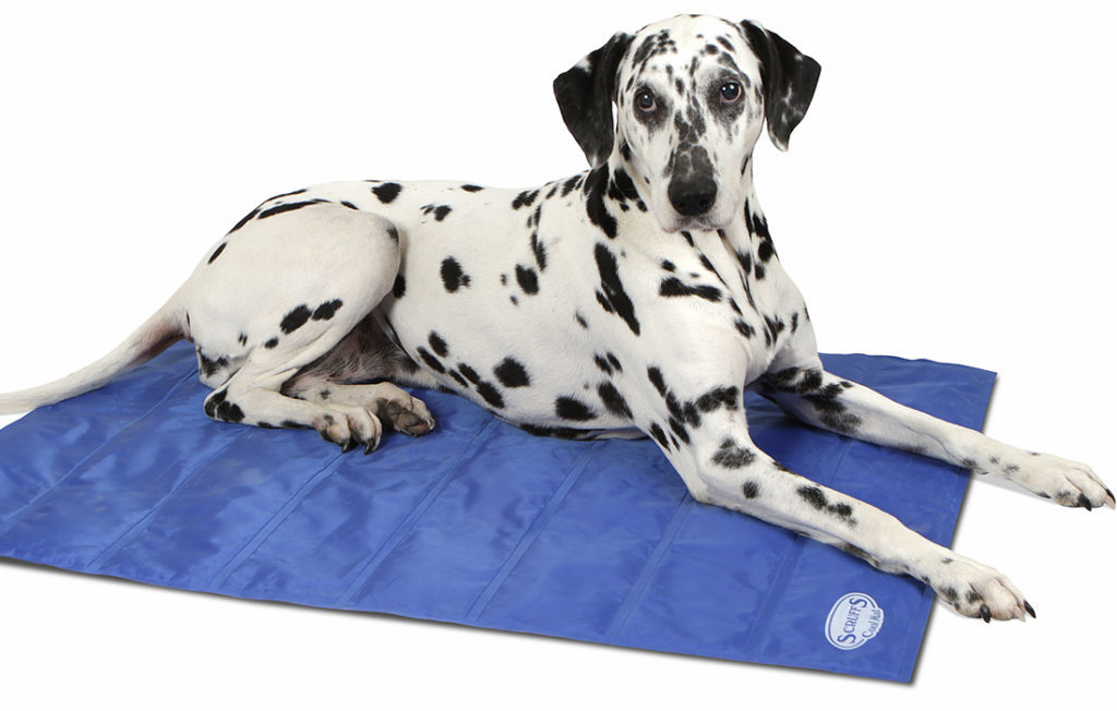 A dalmation dog on a cool mat