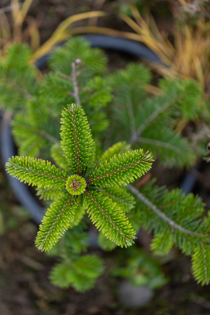 Close up of fir tree