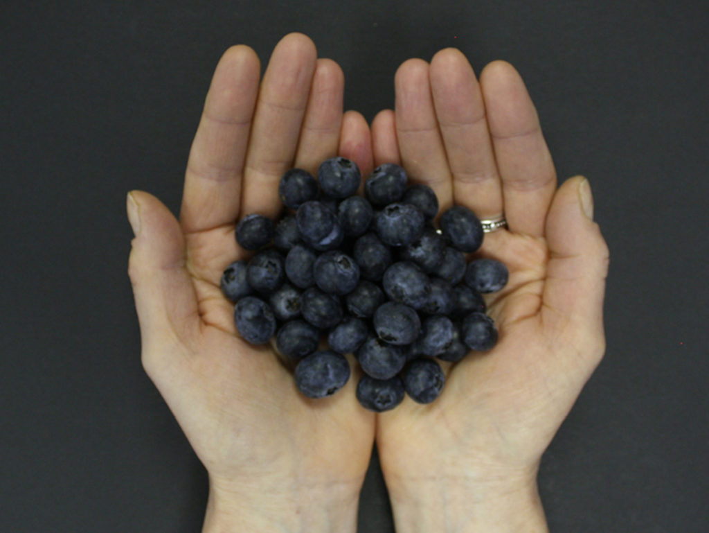 Hands holding blueberries