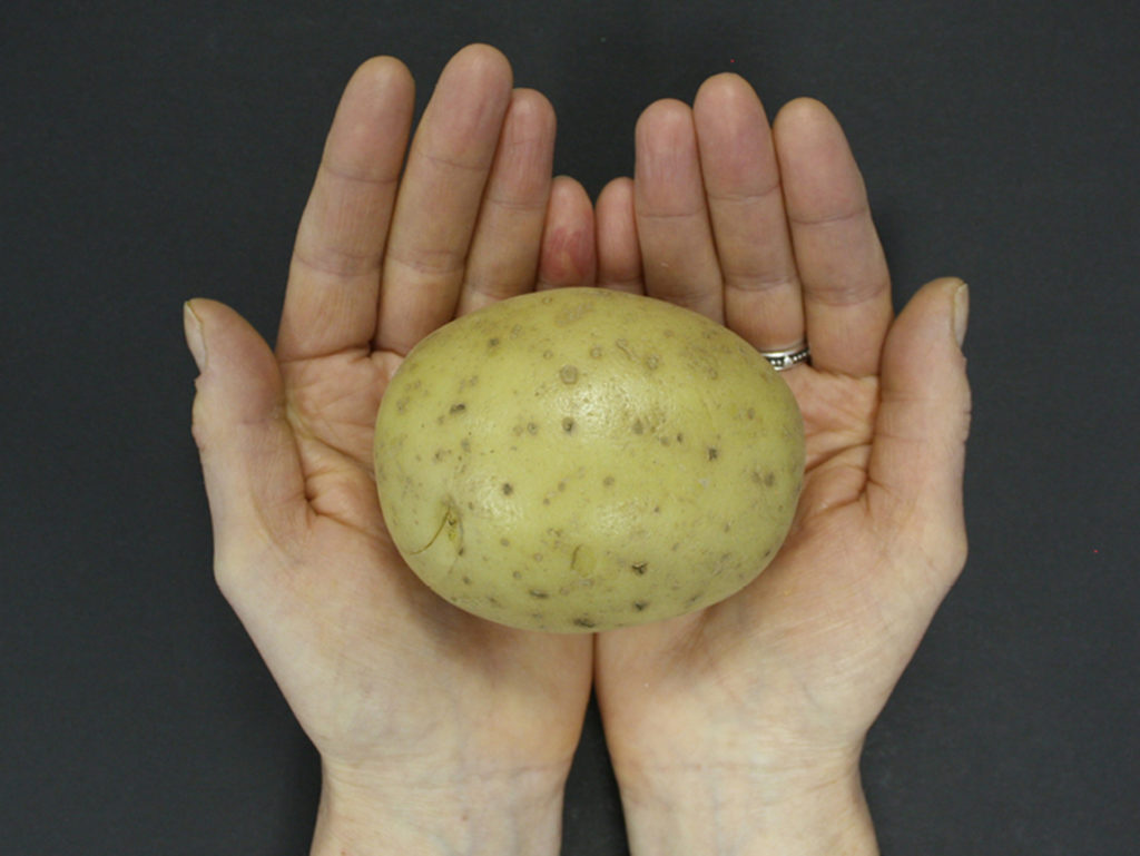 Hands holding a potato