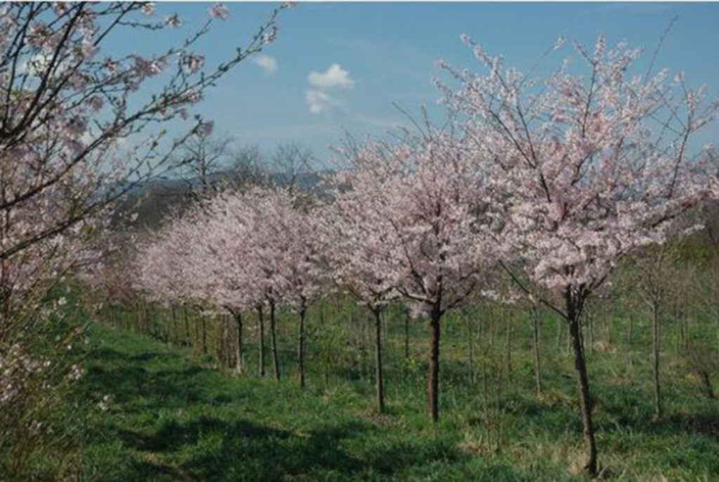 Flowering cherry tree in field