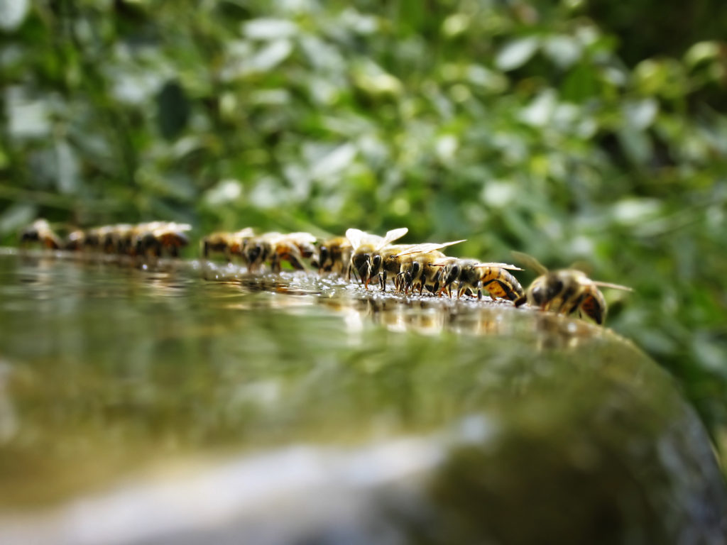 Bees gathering on the rim of a fountain