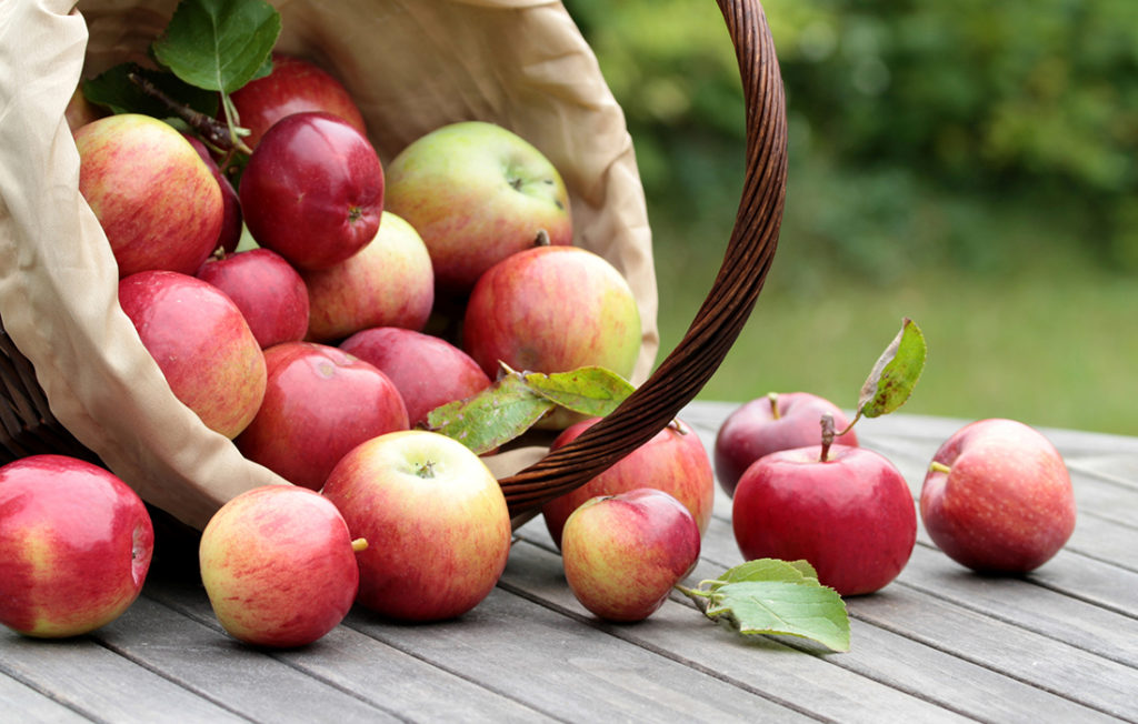Organic red apples in a basket on the old table close up image Pic: Istockphoto