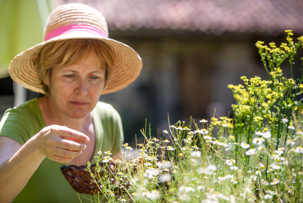 Woman harvesting chamomile in her vegetable garden