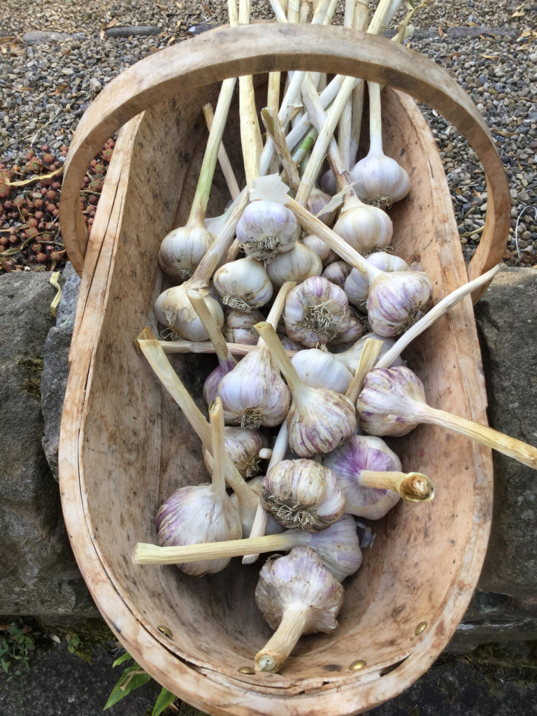 Garlic in a wooden trug