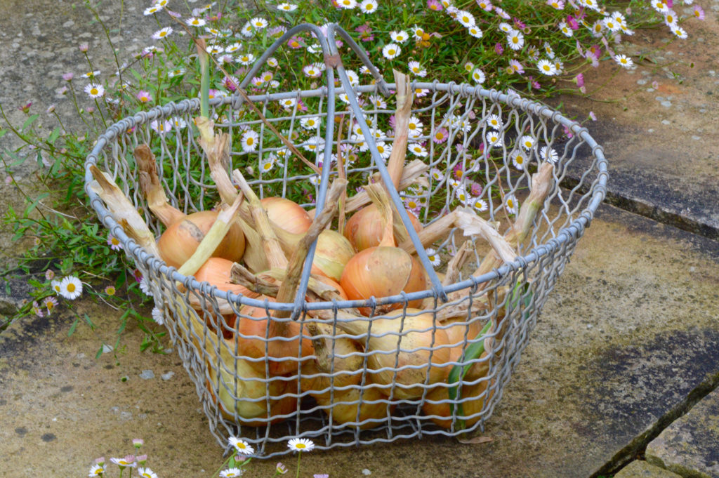 Onions in a wire basket