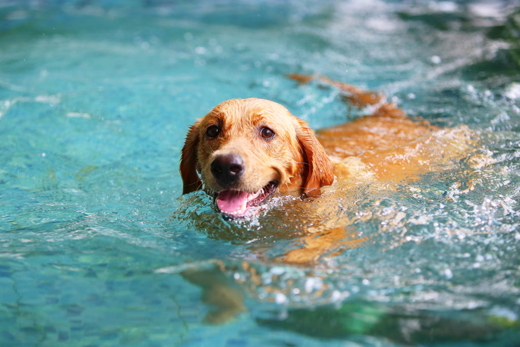 Labrador Retriever swim in swimming pool in summer season.