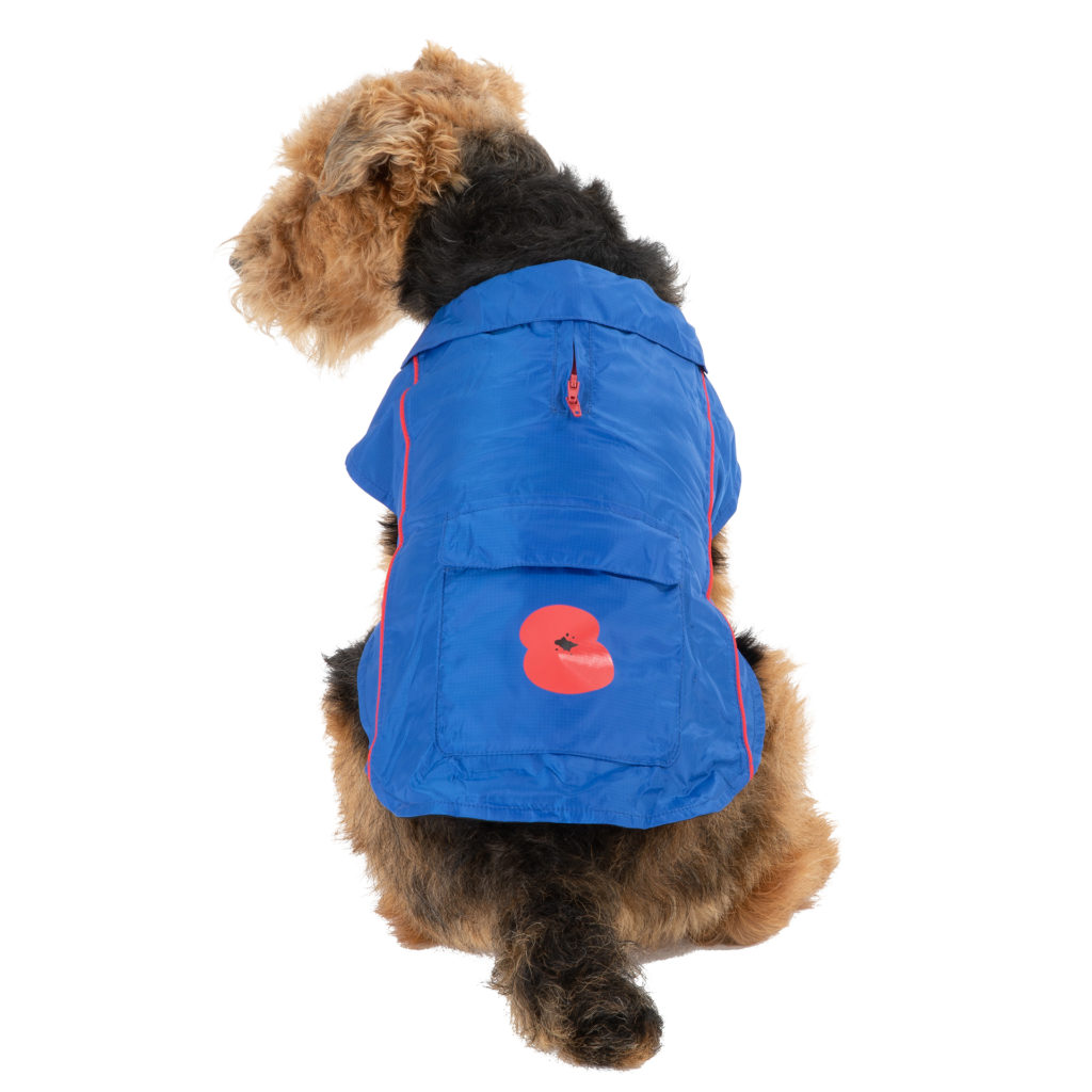 Airedale terrier dog wearing blue waterproof coat with poppy emblem on back