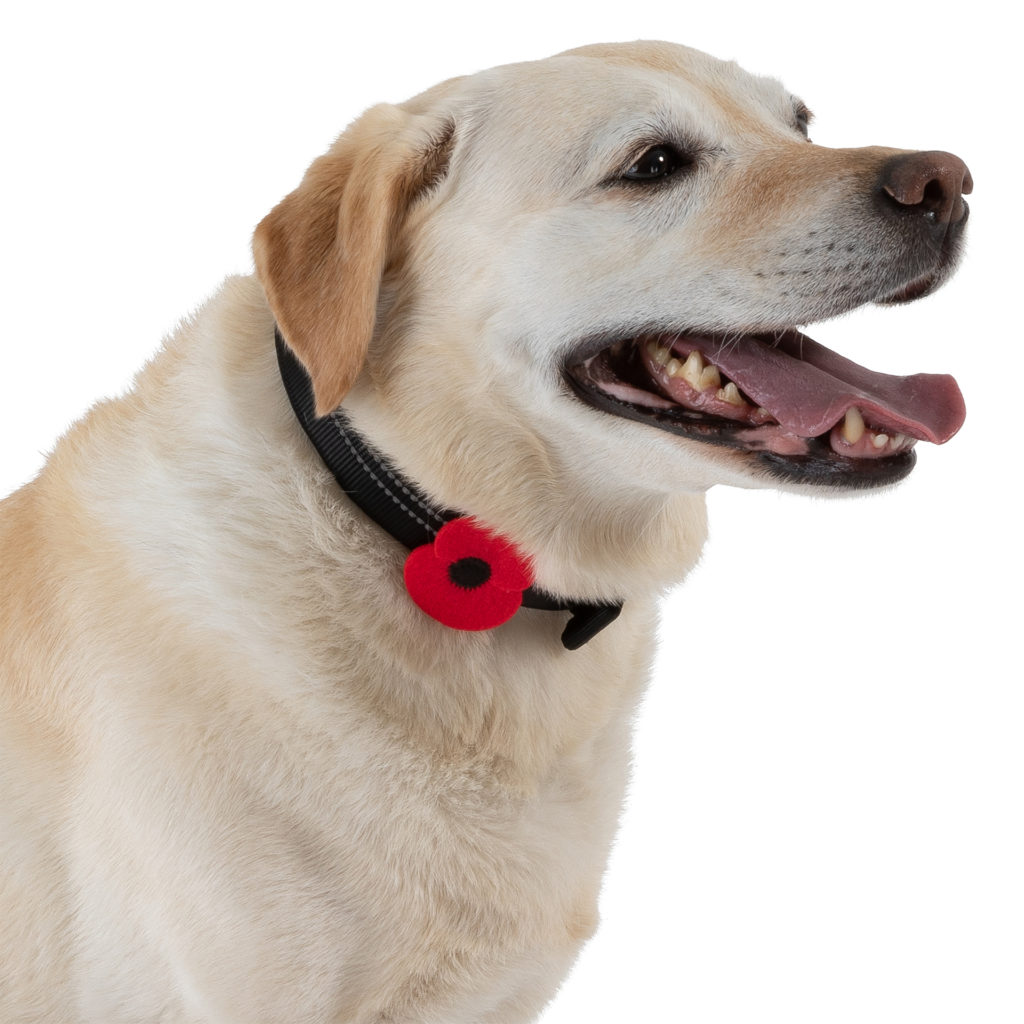 Golden labrador dog with poppy on collar