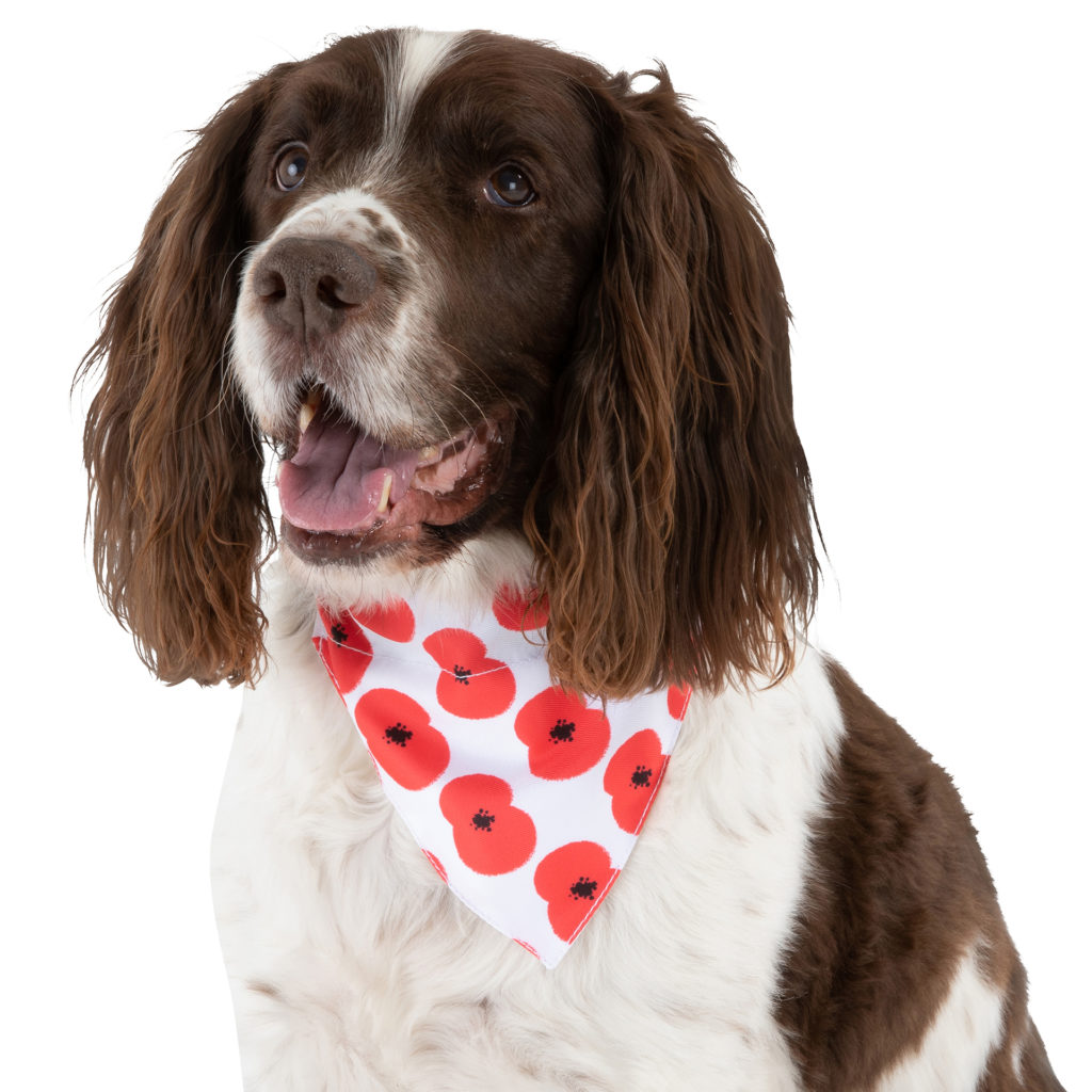 Liver and white springer spaniel dog wearing poppy patterned bandana
