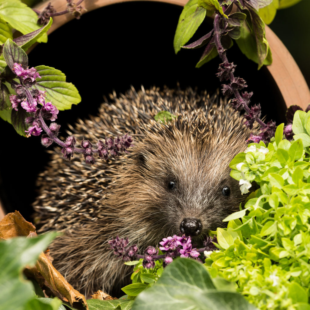 Hedgehog sitting in mouth of terracotta flower pot, surrounded by flowers