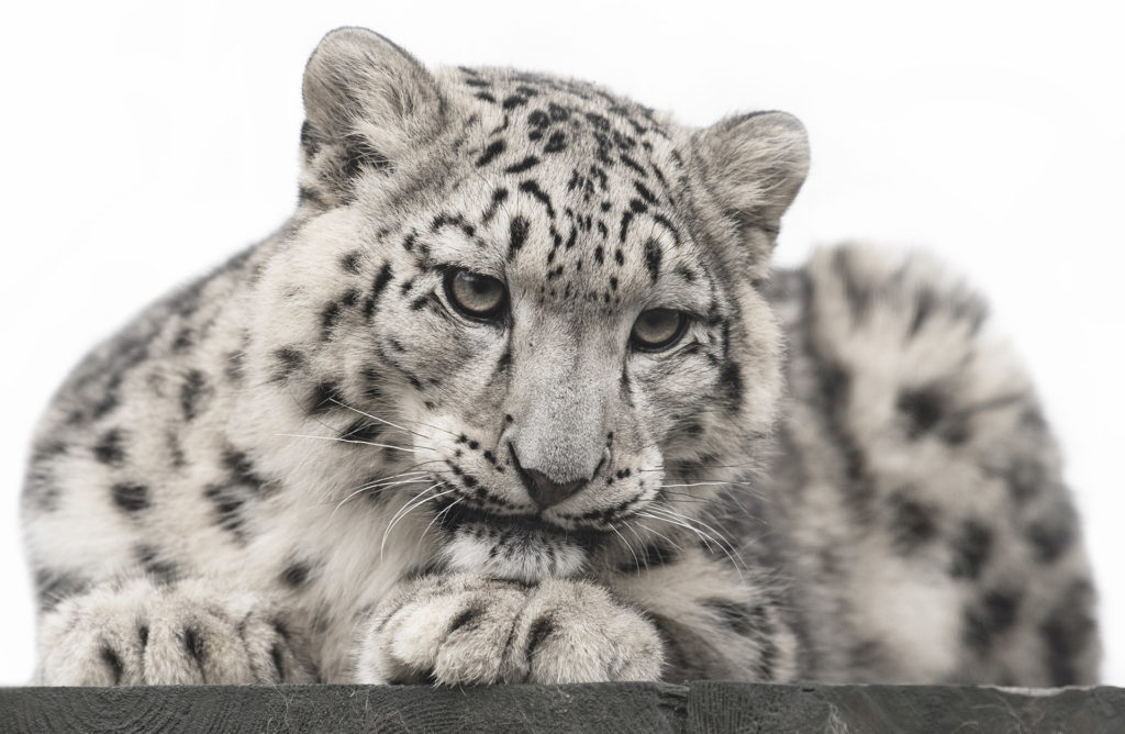 Snow leopard cub watching from a high ledge