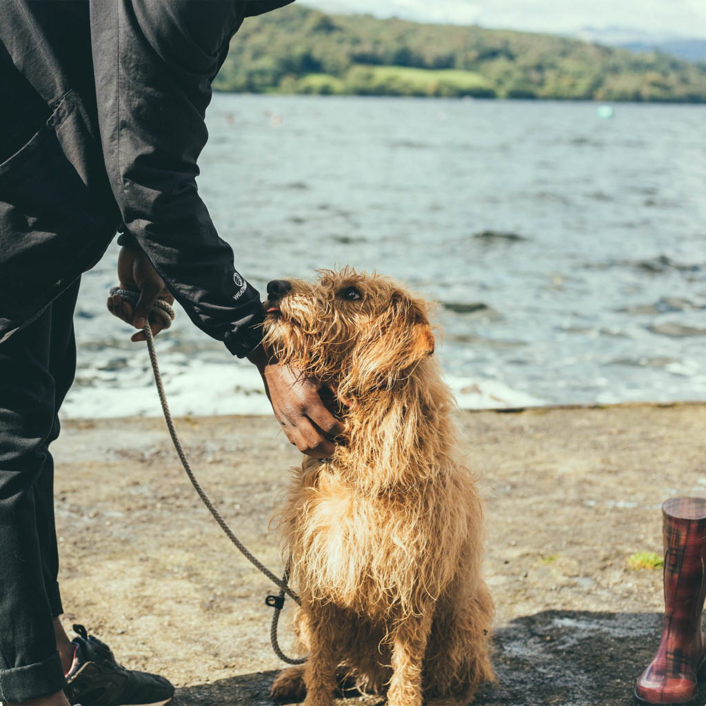Wet wire haired dog beside lake being petted by owner