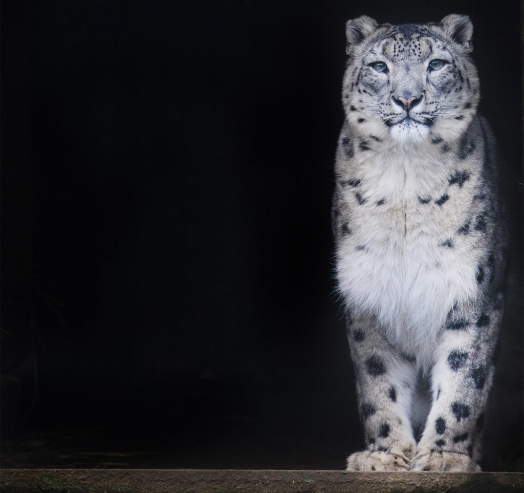 The cubs' mother, snow leopard Laila, sitting in the darkened doorway of her den