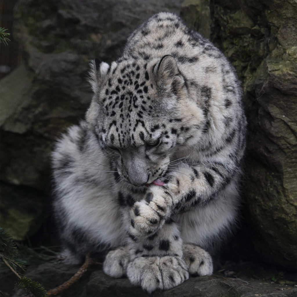 Snow leopard cub licking paw just like a domestic cat