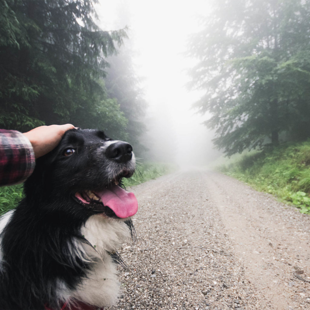 Owner pets happy spaniel on misty forest path