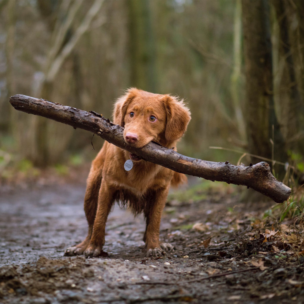 Pup with big stick, as featured image