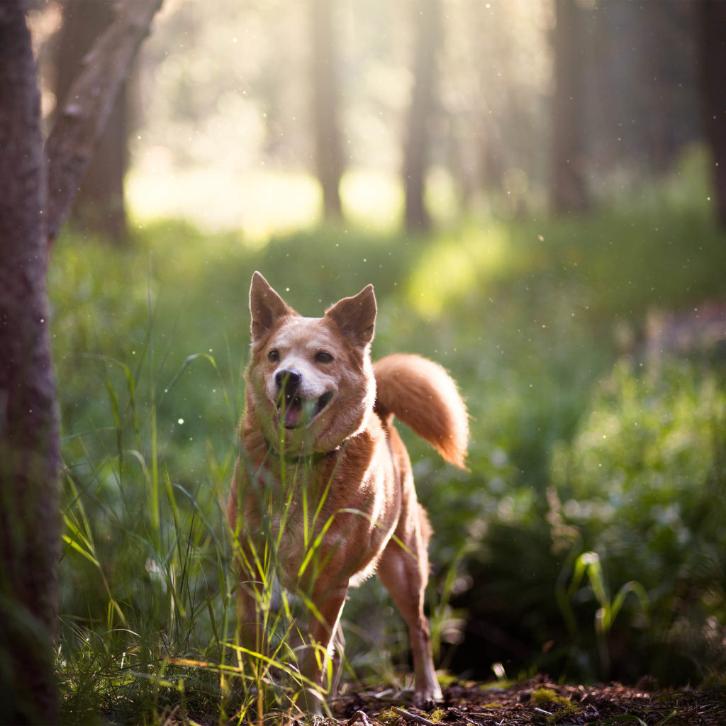 Happy bushy-tailed dog looking around in sunny pine wood