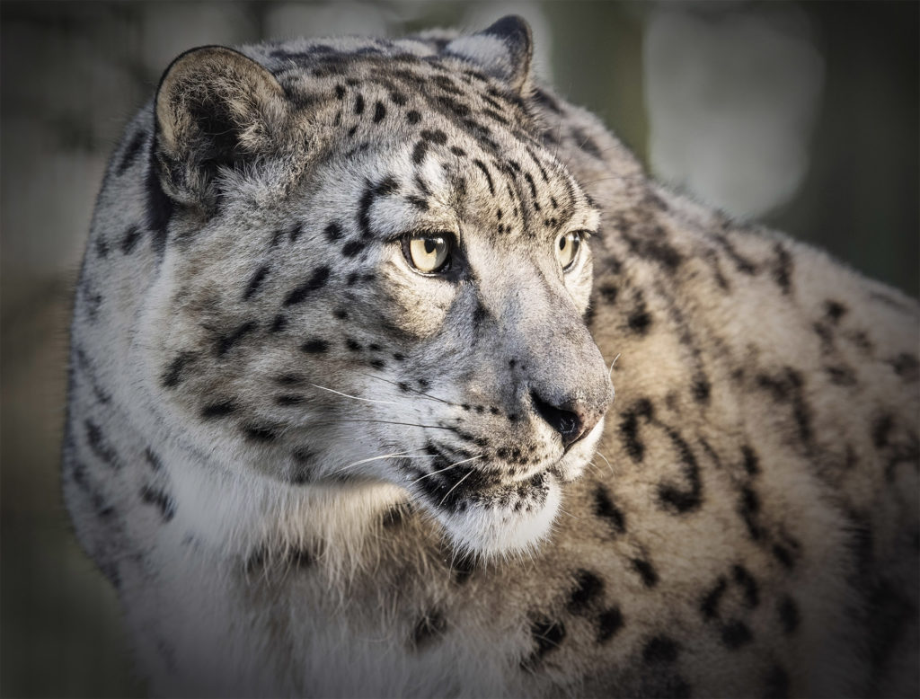 Adult snow leopard, close up, side view of face with beautiful markings