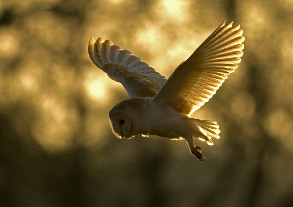 Wildlife watching. Barn owl flying at dusk, part silhouette, sun shining through wing and tail feathers