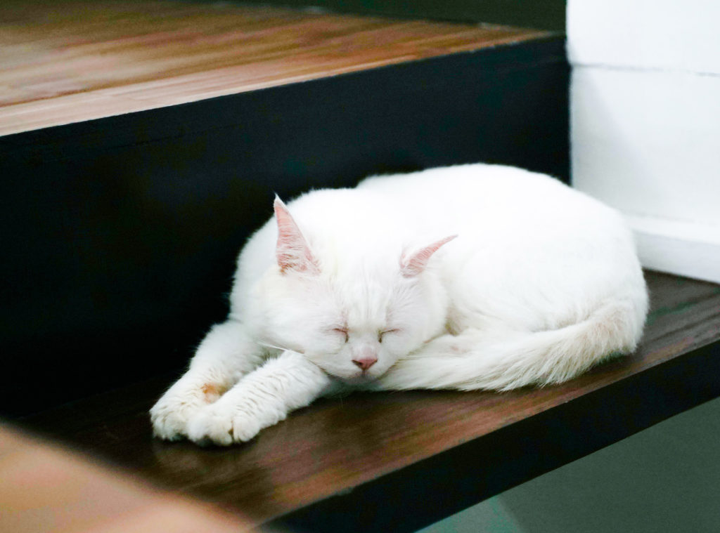 white cat sleeping on desk shelf