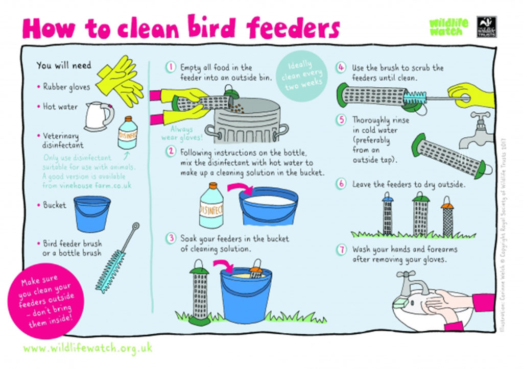 Infographic on cleaning bird feeders
