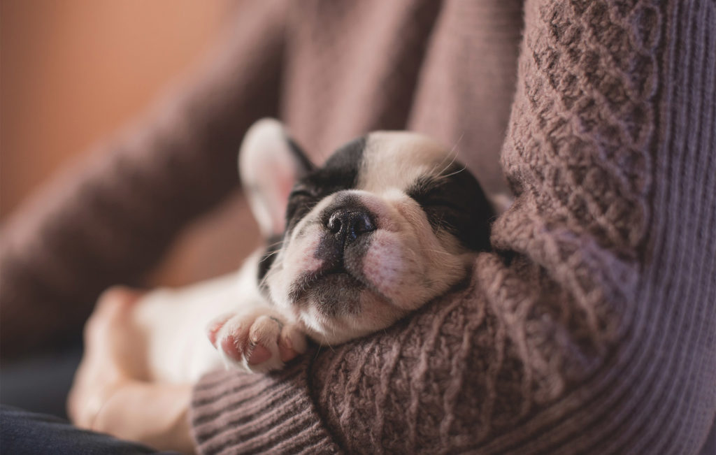 French bulldog asleep in owner's arms