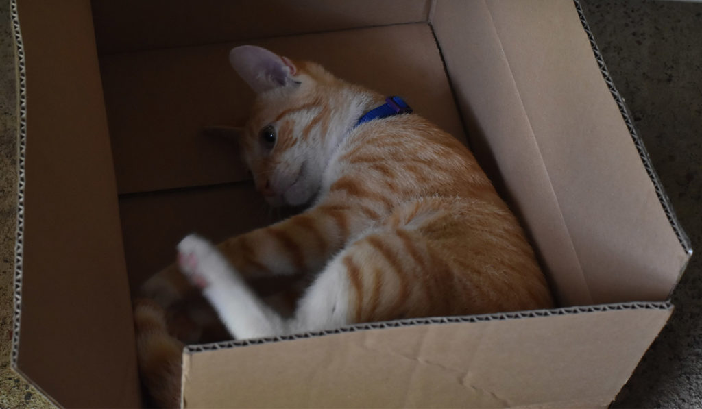 Ginger kitten with blue collar playing in cardboard box