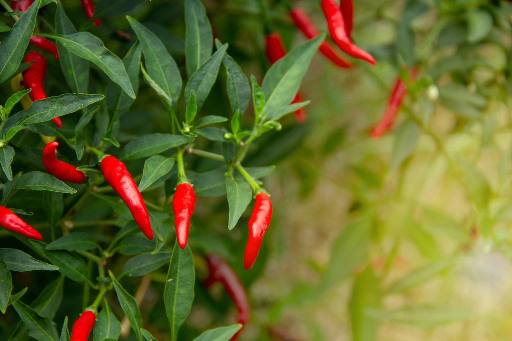 Red chillies growing on green bush