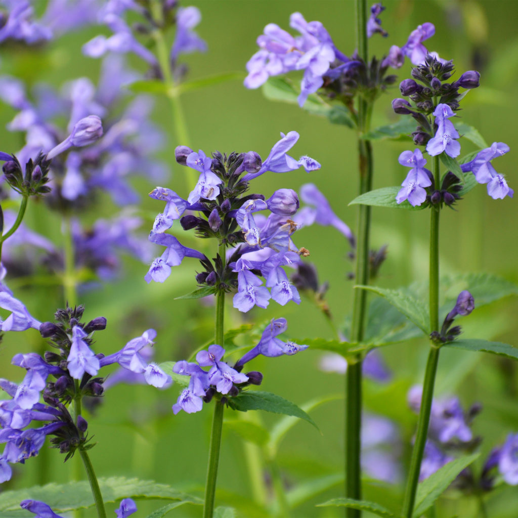 Purple wild flowers, skullcap, herb