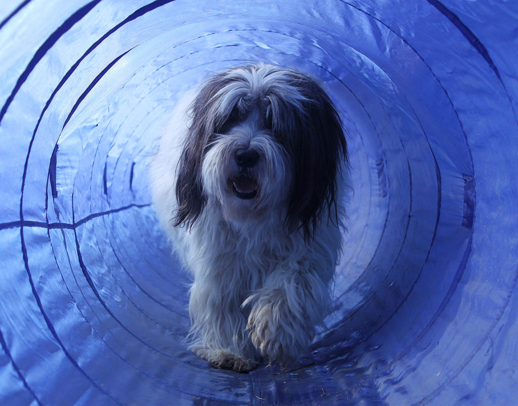 Long haired small dog trotting happily through a blue nylon and wire tunnel