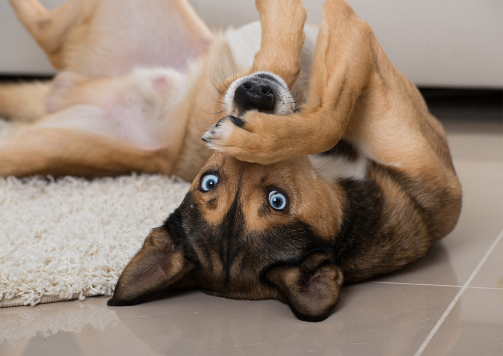 Long legged dog with blue eyes lies on his back, looking at camera, front paw over his nose, comical expression