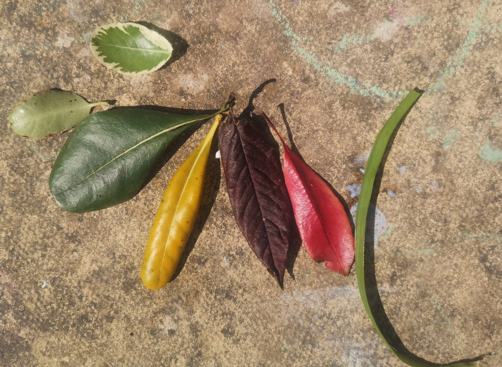 Different coloured leaves, red, yellow, green, brown, laid out in a fan shape on a brown flagstone