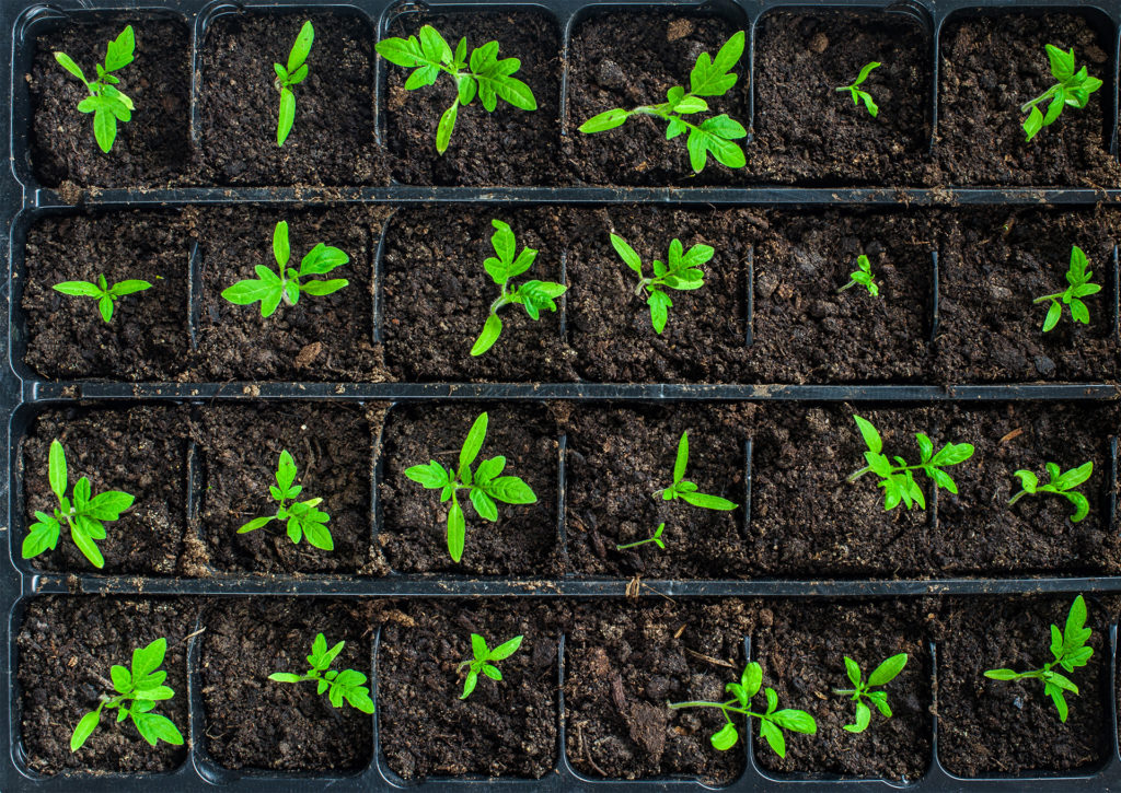 Top view of tomato seedlings in earth in a seed tray