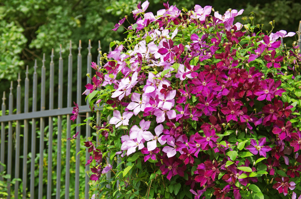 The clematis on the iron fence; 