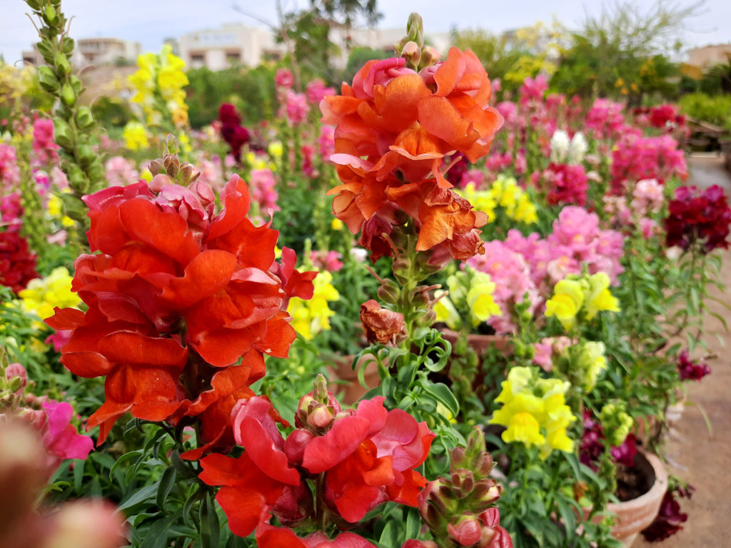 Beautiful garden flowers at sunny day, Snapdragon flowers blooming in garden, Colorful Snapdragons; 