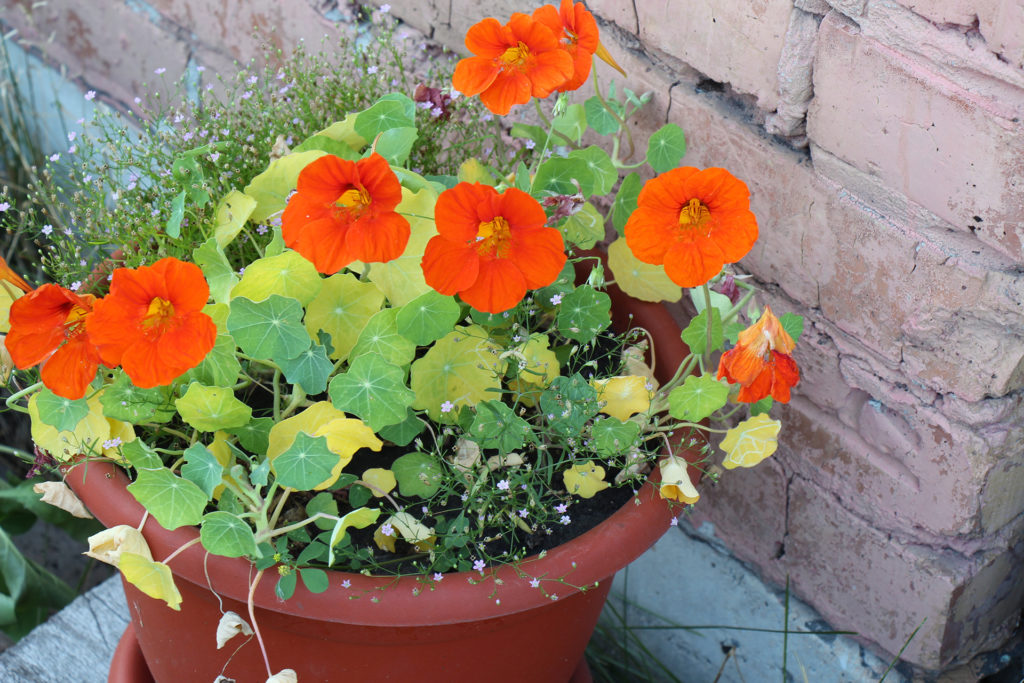 Nasturtium plant growing in a pot. Nasturtium plant with orange flowers. Bright orange nasturtiums; 