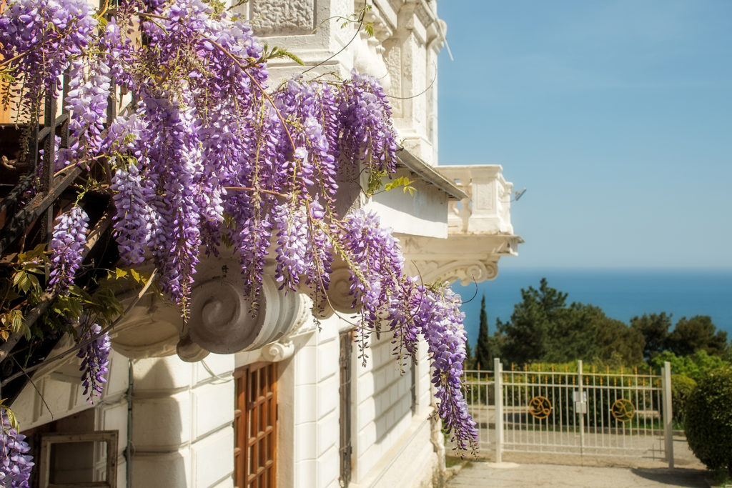 Purple Wisteria blossoms on a background of the sea. Natural home decoration with flowers of Chinese Wisteria (Fabaceae Wisteria sinensis).; 