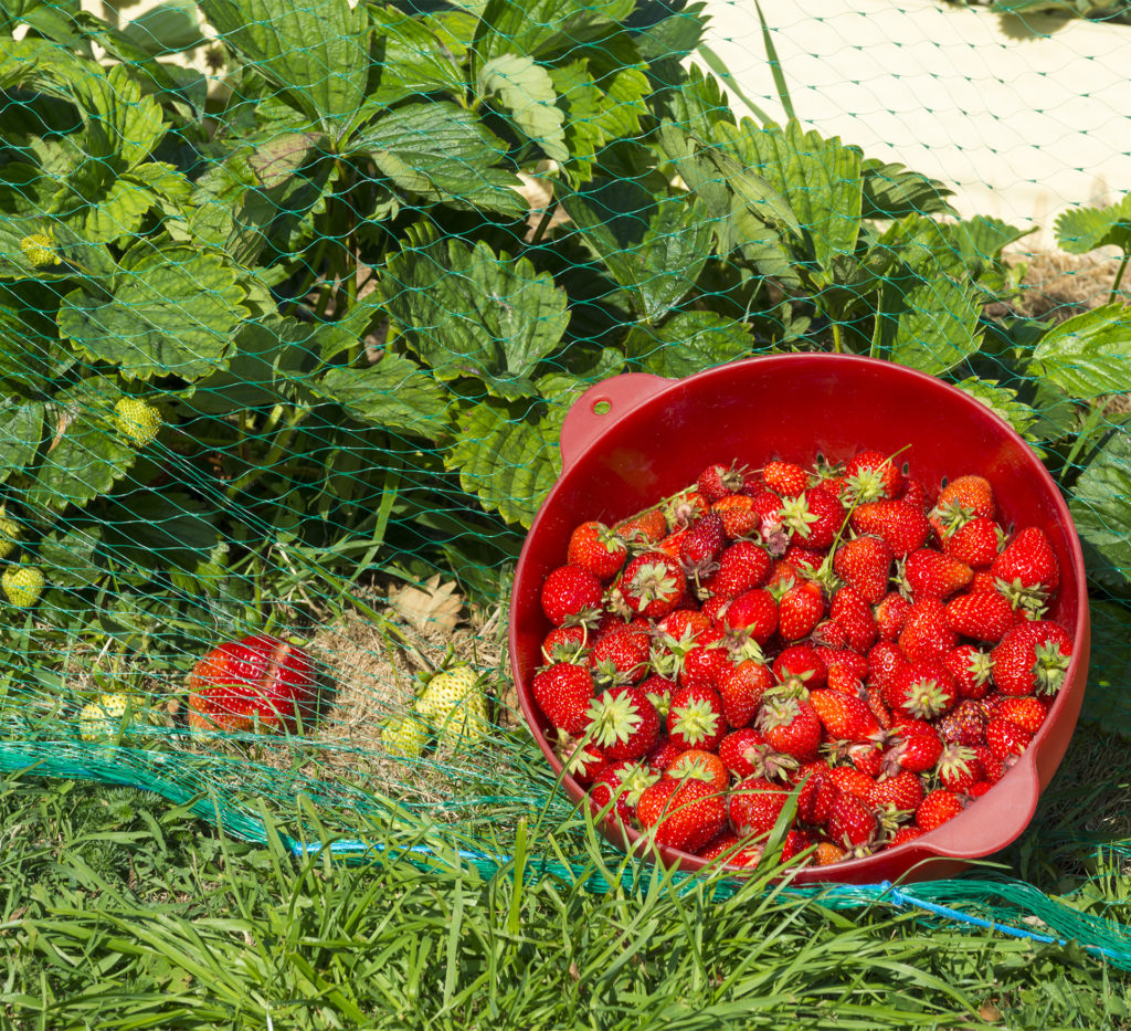 Strawberries growing under netting, bowl of ripe strawberries in front