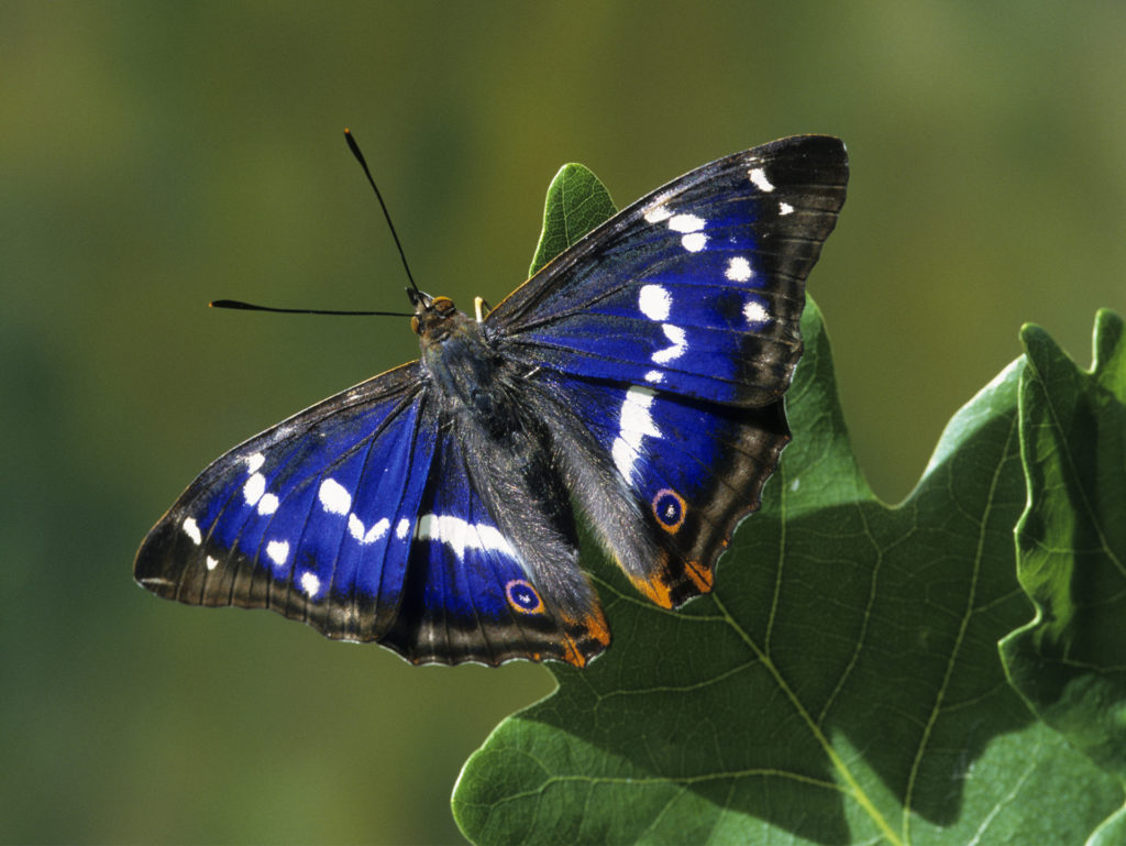 Rare Purple Emperor butterfly, deep purple-blue and black wings with white patterns and orange lower tips, on an oak leaf