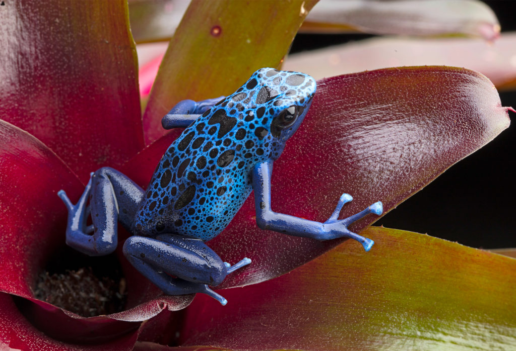 Blue and black poison dart frog on a red leaf