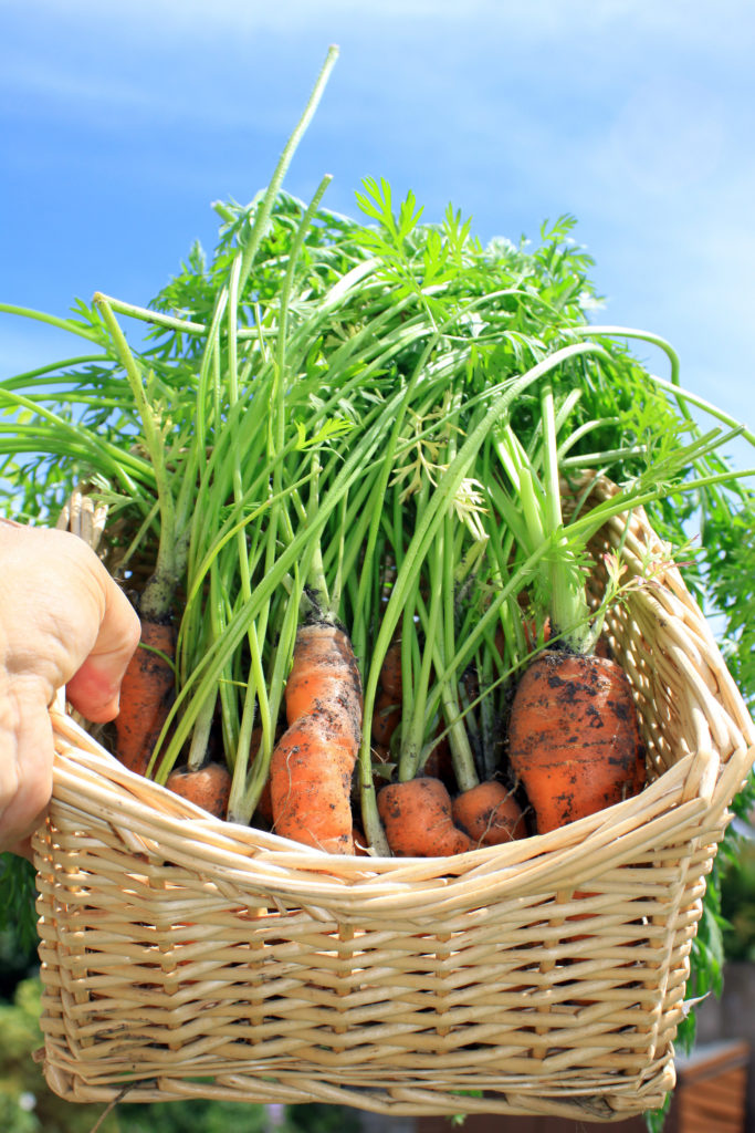 A first crop of organically grown carrots in a square wicker basket being held aloft against a bright blue summer sky.;