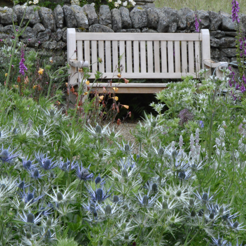 Wooden bench by wall, sea holly and other flowers around